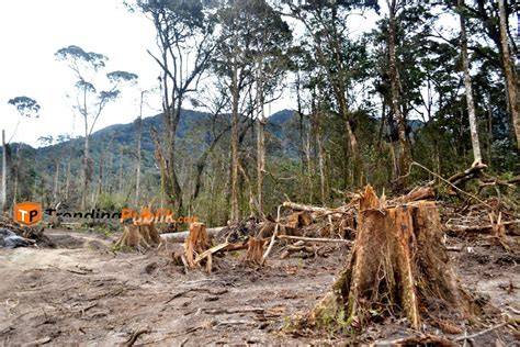 Hutan Rusak