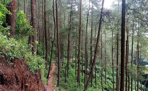 Hutan-Hutan Pinus Gunung Andong via Sawit