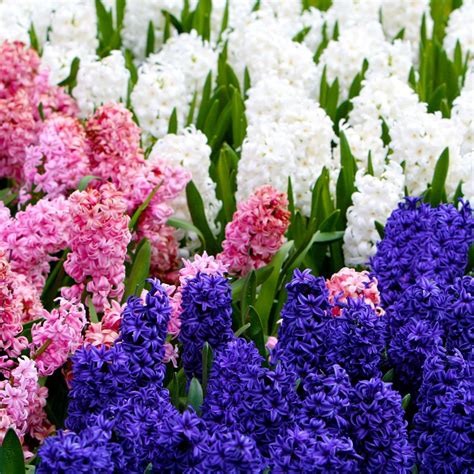 Hyacinth Bulbs Bulk