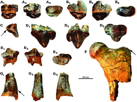 Physical Characteristics of Hyaenodonts