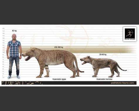 Hyaenodonts vs. Modern Carnivores