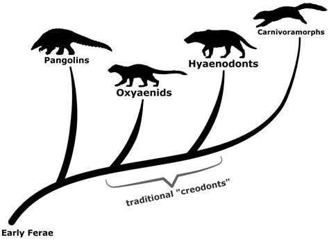 The Evolution of Hyaenodonts