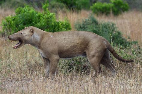 Extinction of Hyaenodonts