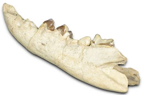 Fossil Discoveries: What They Tell Us