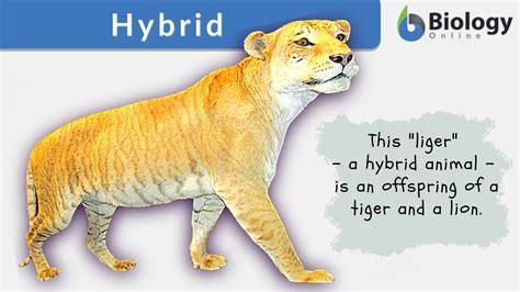 hybrid animals meaning