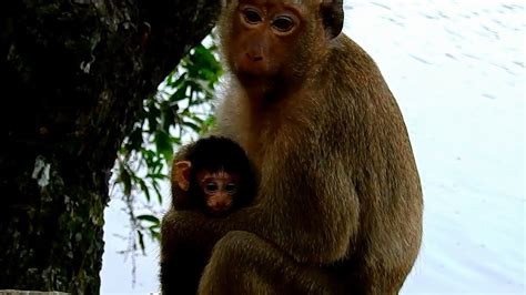 hybrid pigtail monkey