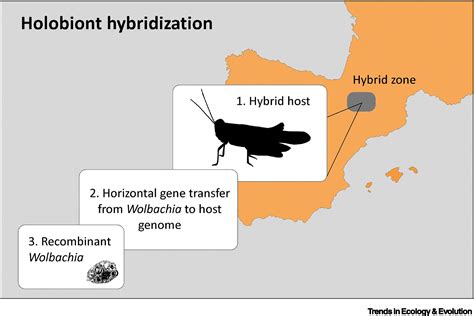 Hybridization Ecology
