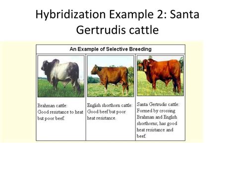 Hybridization Selective Breeding