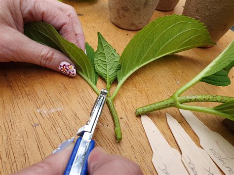 How To Take Hydrangea Cuttings Effectively Horticulture.co.uk