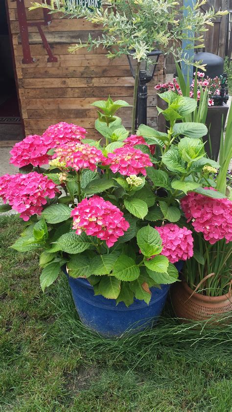 hydrangea container planting Container plants, Hydrangea container