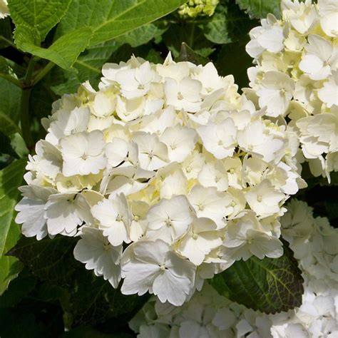 Hydrangeas White Flower and Plant Delivery NYC Florist
