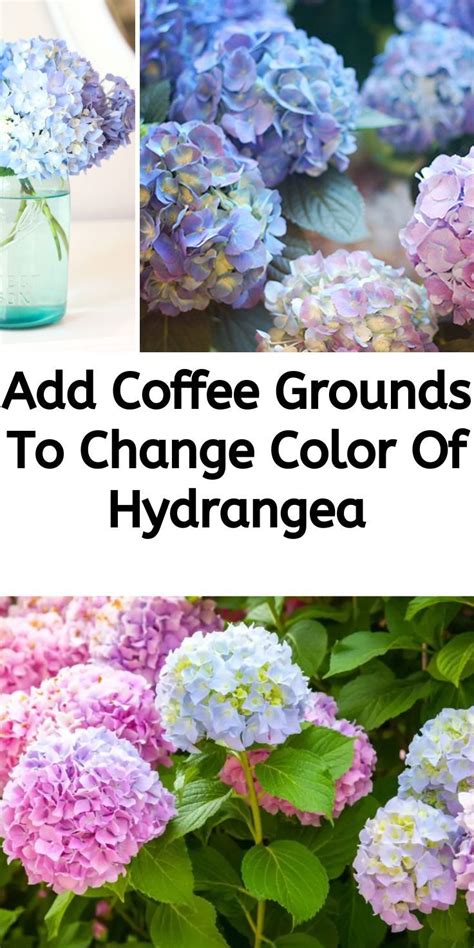 hydrangea colors coffee grounds