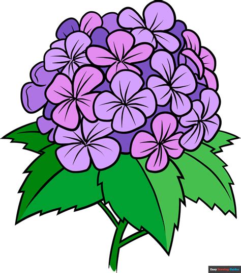 Hydrangea Drawing