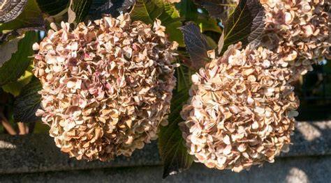 Hydrangea Flowers Turned Brown Overnight