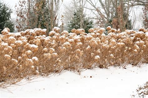 Hydrangea in Winter: Survival Secrets Revealed