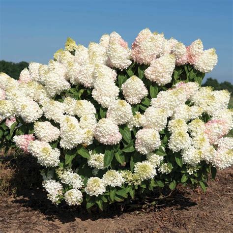 hydrangea paniculata sweet starlight