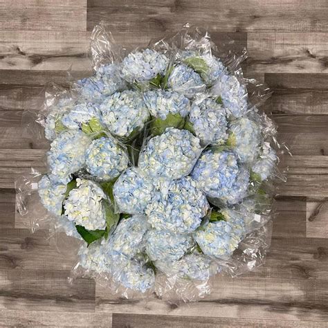 Hydrangea Stems For Sale