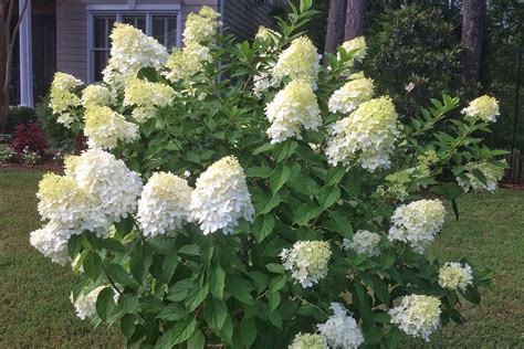 The Best Hydrangea Varieties for Home Landscaping Gardener's Path