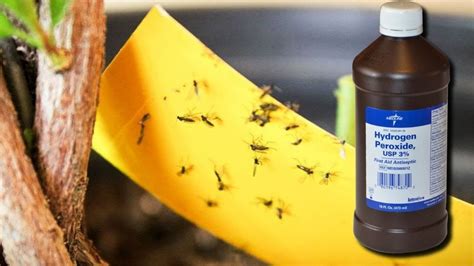 The Best Way to Get Rid of Fungus Gnats with Hydrogen Peroxide