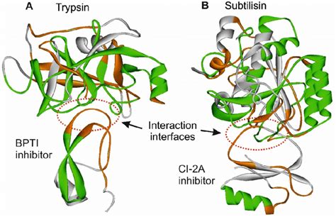 Hydrolytic Enzymes Examples