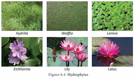 Hydrophytes Plants Names List Kangan Arora Design