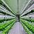 hydroponic vertical farming