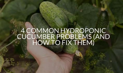 Hydroponic Cucumber Problems
