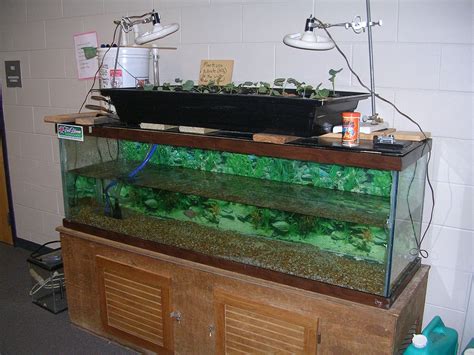 Hydroponic Fish Tank