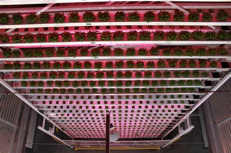 Hydroponic Jackson Wy