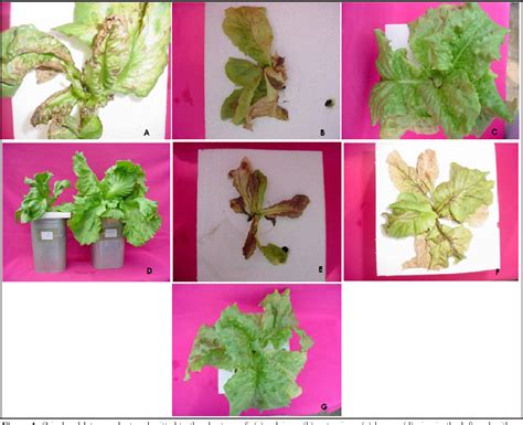 Hydroponic Lettuce Deficiency