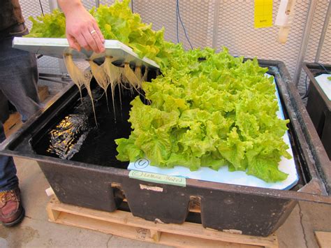 Hydroponic Lettuce Humidity