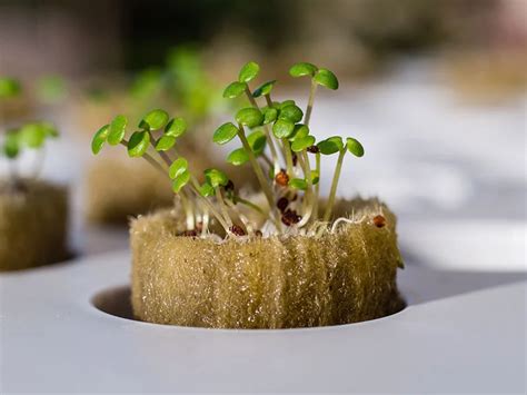 hydroponic plant roots in rockwool