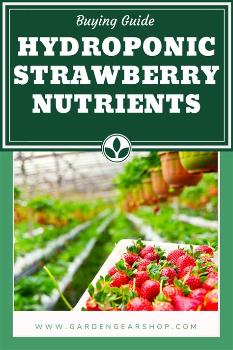 Hydroponic Strawberry Formula Pdf