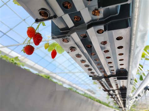 Hydroponic Strawberry Kit