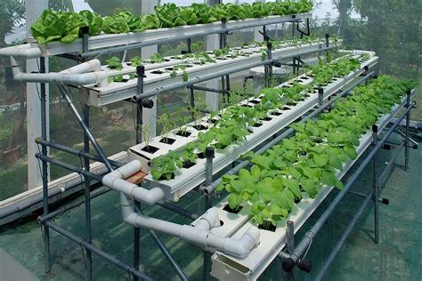 Living Green Hydroponics: Exploring the World of Hydroponic Gardening