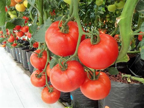 nutrient solution for hydroponic tomatoes