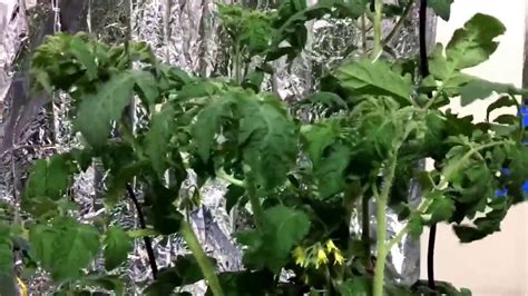 hydroponic tomatoes troubleshooting