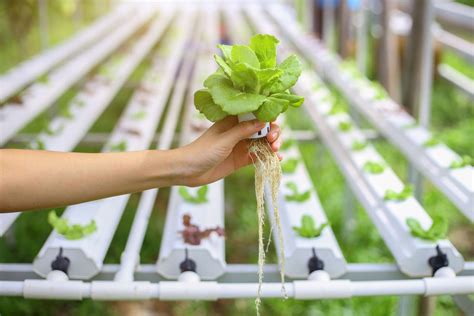 Pemeliharaan Air dan Nutrisi