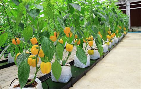 hydroponic bell pepper forming from flower NoSoilSolutions