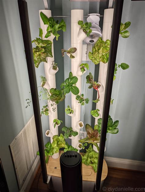 Hydroponics Indoor Diy