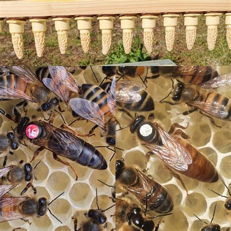 hygienic queen bees for sale near me