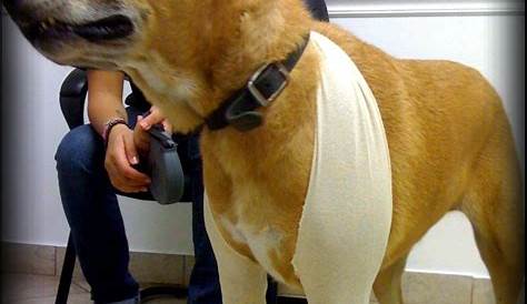 Hygroma Dog Back Leg Wraps, Braces, & Carpal Support