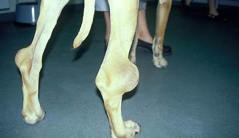 Hygroma Dog Hock How To Treat Elbow In s? Causes Of Elbow