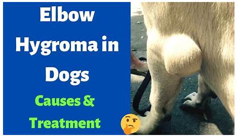 Hygroma Dog Treatment How To Treat Your ’s Leggs