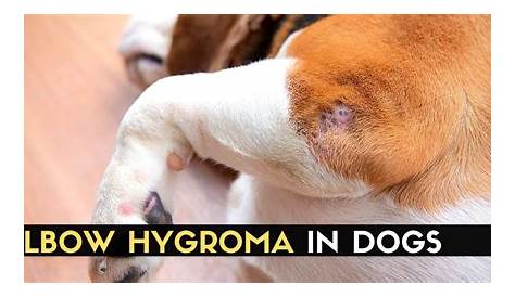Hygroma Elbow Dog How To Get Rid Of Swollen s On