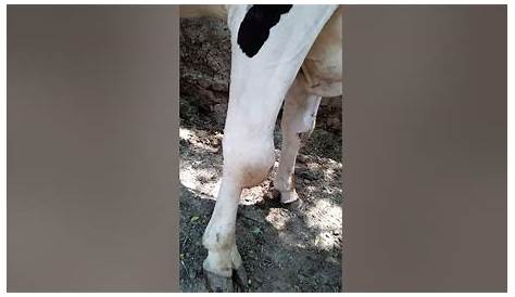 Control of orthopaedic lameness in farm and pet small