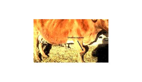 Knee hygroma in friesian cattle. YouTube