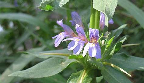Hygrophila Auriculata Medicinal Uses Central African Plants A Photo Guide
