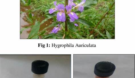 Hygrophila Auriculata Pdf (PDF) Evaluation Of In Vitro Free Radical Scavenging