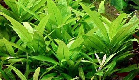 Hygrophila Corymbosa Compacta Care Aquarium Plant